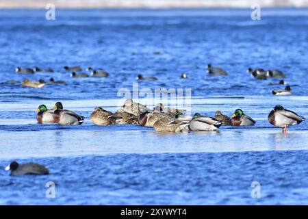 Colvert sur une banquise. Colvert en hiver sur une banquise Banque D'Images