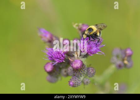 Mouche aérienne (Volucella bombylans) sur une fleur. Bubblebee hoverfly (Volucella bombylans) Banque D'Images