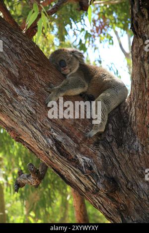 Ours koala endormi sur une branche Banque D'Images