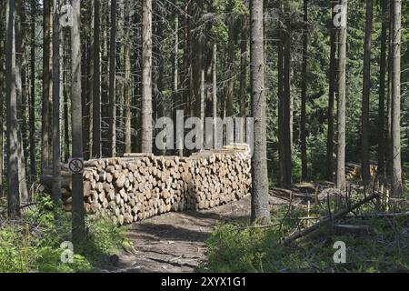 Bois, forêt à Rusinowa Alm, Hautes Tatras, Pologne, Europe Banque D'Images