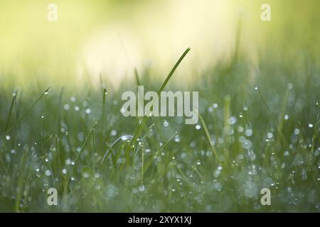 Des gouttes de rosée ou des gouttes de pluie s'écoutent sur les feuilles d'herbe de printemps verte fraîche Banque D'Images