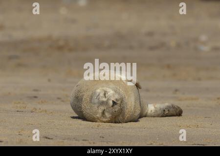 Phoque commun (Phoca vitulina) animal adulte dormant sur une plage, Norfolk, Angleterre, Royaume-Uni, Europe Banque D'Images