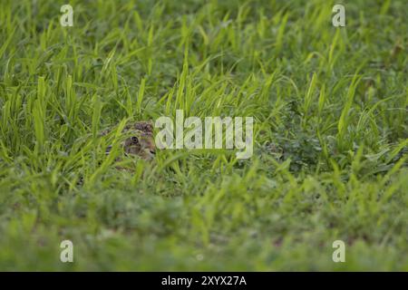 Lièvre brun (Lepus europaeus) juvénile leveret se cachant dans une culture céréalière agricole en été, Suffolk, Angleterre Royaume-Uni Banque D'Images