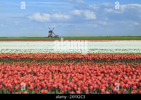 Tulipes colorées sur les champs hollandais et moulin à vent, Alkmaar, Hollande du Nord Banque D'Images