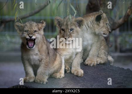 Jeunes animaux dans un zoo Banque D'Images