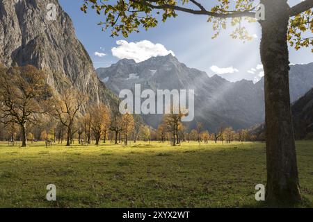 Érables sur le Grosser Ahornboden, Tyrol, en automne Banque D'Images