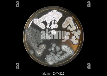 Microorganismes Penicillum Fungi sur plaque d'agar sur noir Banque D'Images