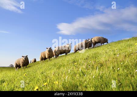 Troupeau de moutons sur pâturage vert ensoleillé au-dessus du ciel bleu Banque D'Images