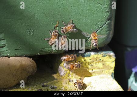 Abeilles au trou d'entrée Banque D'Images