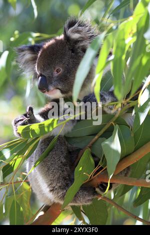 Un ours koala est assis sur une branche Banque D'Images