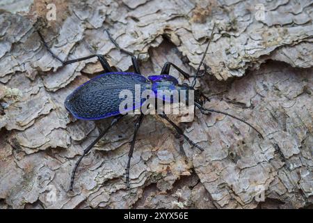 Coléoptère en bois bleu-violet, Carabus problematicus, coléoptère Banque D'Images