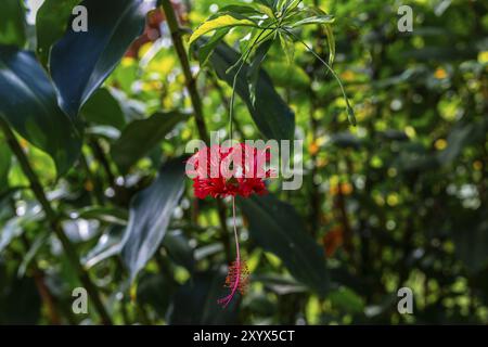 Fleur rouge (Hibiscus schizopetalus), détails dans la jungle, végétation dense, Parc National de Tortuguero, Costa Rica, Amérique centrale Banque D'Images