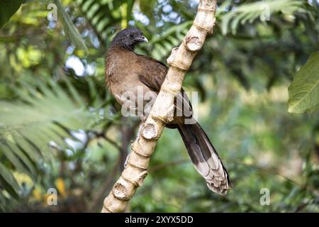 guan à tête grise (ortalis cinereiceps), oiseau assis sur une branche, forêt nuageuse de Monteverde, Monte Verde, Costa Rica, Amérique centrale Banque D'Images