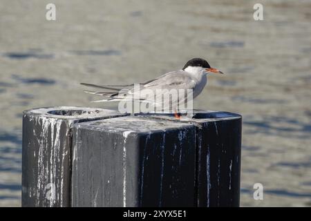 Un oiseau est assis sur une jetée au bord de l'eau, surface d'eau floue en arrière-plan, Helsinki, Finlande, Europe Banque D'Images