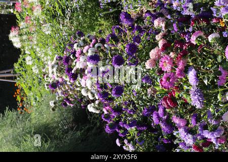 Asters in Walled Garden, Felbrigg Hall, près de Cromer, Norfolk, Angleterre, ROYAUME-UNI Banque D'Images