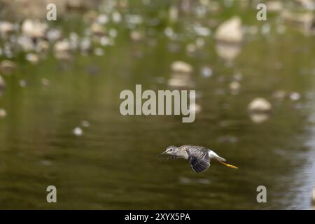 Les échassiers ou les oiseaux de rivage se retrouvaient généralement à patauger le long des rivages et des vasières afin de chercher de la nourriture rampant ou creusant dans la boue et le sable, usuellement Banque D'Images