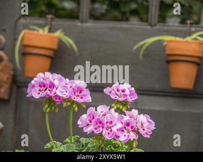 Fleurs roses et pots de fleurs devant une vieille porte en bois, borken, muensterland, allemagne Banque D'Images