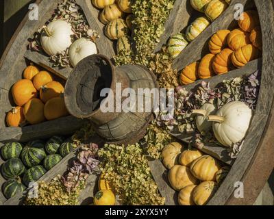 Roue de wagon décorative en bois, avec citrouilles colorées et fleurs séchées, atmosphère automnale-rustique, borken, muensterland, Allemagne, Europe Banque D'Images