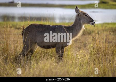 Femelle ellipsen waterbuck (Kobus ellipsiprymnus) debout devant un plan d'eau, Manyeleti Game Reserve, Afrique du Sud, Afrique Banque D'Images