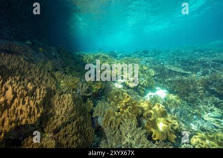 Récif pittoresque avec des coraux doux en cuir, cuir, Sinularia sp., Raja Ampat Indonésie Banque D'Images