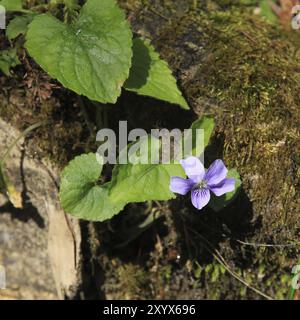 Fleurs violettes de foie poussant dans les forêts du Népal. Scène printanière Banque D'Images