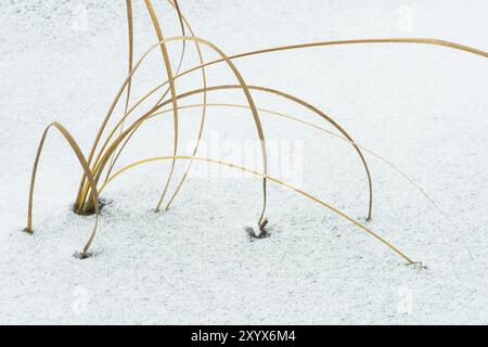 Roseaux dans la glace, Gaellivare, Norrbotten, Laponie, Suède, octobre 2014, Europe Banque D'Images