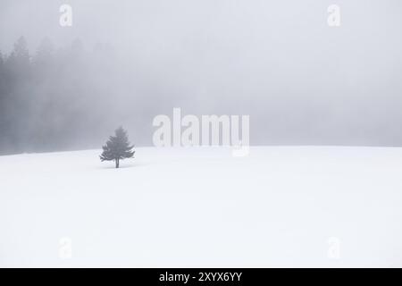 Épinette solitaire sur neige dans le brouillard, Feldberg, Bade-Wurtemberg, Allemagne, Europe Banque D'Images