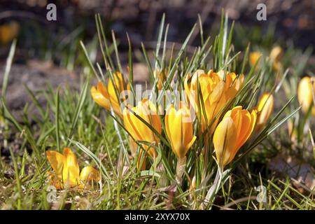 Quelques crocus jaunes sauvages au printemps en extérieur Banque D'Images