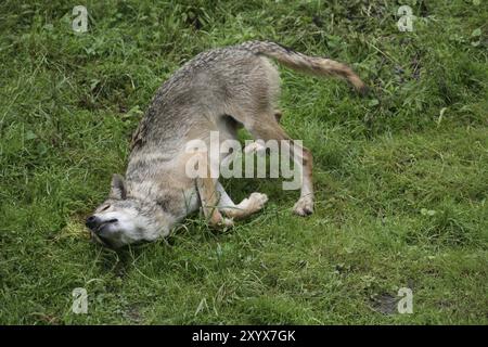 Canis lupus Banque D'Images