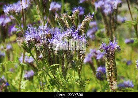 Tansy Phacelia, tansy pourpre, Phacelia tanacetifolia, une fleur d'été pourpre Banque D'Images