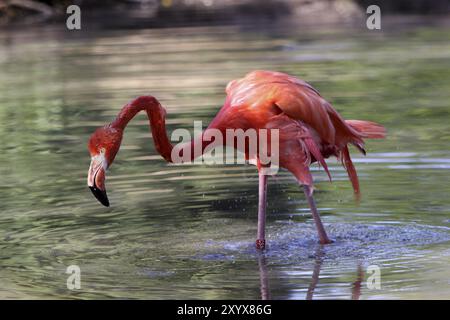 Bain de flamant rose Banque D'Images