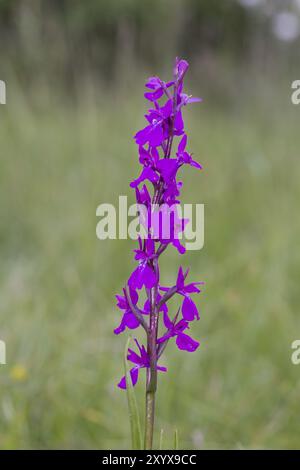 Orchidée de marais, Orchis palustris, orchidée de marais Banque D'Images