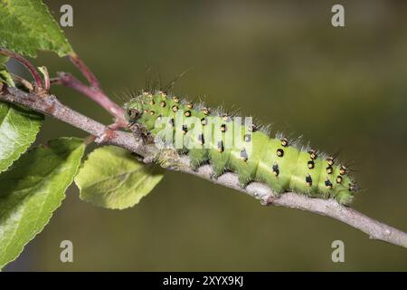 Petit papillon empereur, chenille, pavonie Saturnia, petit papillon empereur, chenille Banque D'Images