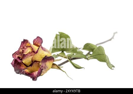 Rose jaune-rouge avec feuilles fanées coupées sur blanc Banque D'Images