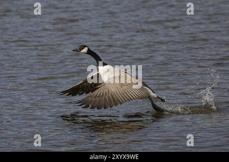 Oie du Canada (Branta canadensis) en vol. Une oie décollant de la rivière Banque D'Images