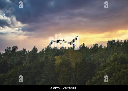 Les grues volent au-dessus des arbres dans une forêt au coucher du soleil. Oiseaux migrateurs sur le Darss. Photo de la faune d'oiseaux de la nature à la mer Baltique Banque D'Images