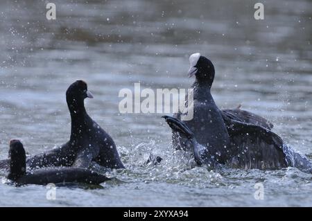 Eurasian Coot combattant pour le territoire, Black Coot, Fulica atra, Eurasian Coot Banque D'Images