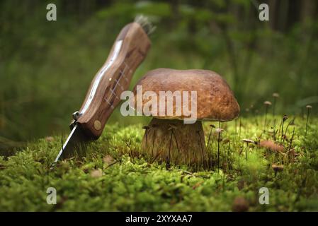 Champignon de la famille Boletaceae, communément appelé un penny chignon ou cep près d'un couteau avec lame incurvée, la scène capture la beauté de la nature ainsi que l'homme- Banque D'Images