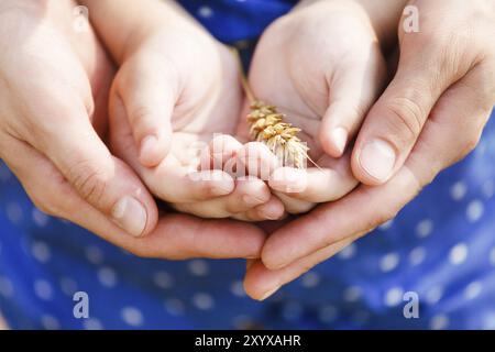 Mains d'une mère et de sa petite fille tenant du blé. Concept Banque D'Images