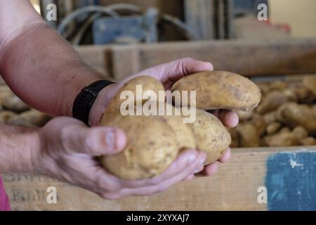 Production de pommes de terre, veuve d'Antonio Serra, sa Pobla, Majorque, Îles baléares, Espagne, Europe Banque D'Images