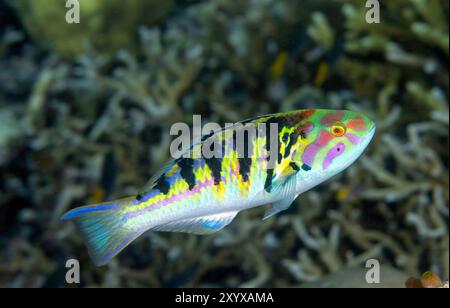 Sixbar wlasse, Thalassoma hardwicke, Raja Ampat Indonésie. Banque D'Images