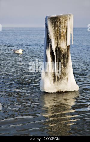 Groyne glacé à Zingst sur la mer Baltique Banque D'Images