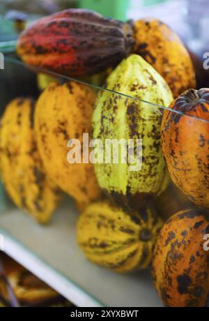 Les cabosses de cacao brut et beens. Cacao frais au shop Banque D'Images