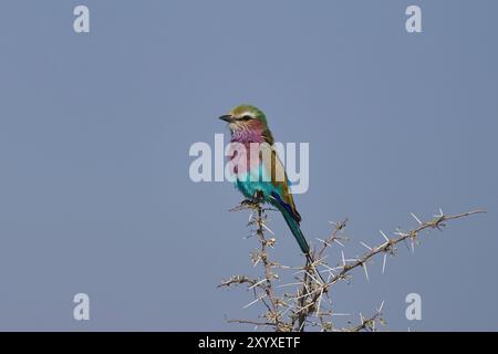 Roulette à poitrine lilas (Coracias caudatus) perchée sur une branche dans le parc national d'Etosha, Namibie. Banque D'Images