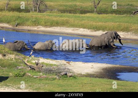 Troupeau d'éléphants sur la rivière Boteti Banque D'Images