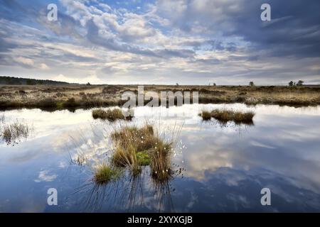 Reflets du ciel dans l'eau des marais, Drenthe Banque D'Images