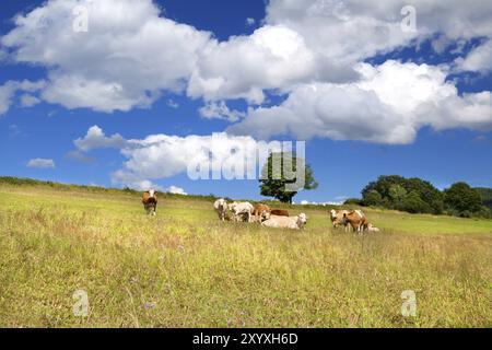 Peu de vaches alpines sur la pastorale d'été et beau ciel Banque D'Images