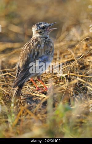 Skylark eurasien dans la matinée. Jeune skylark le matin Banque D'Images