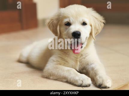 Golden retriever du Labrador puppy piscine Banque D'Images