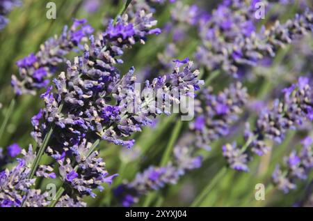 Lavendel, lavande 101 Banque D'Images